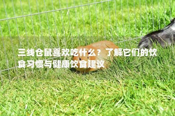 三线仓鼠喜欢吃什么?了解它们的饮食习惯与健康饮食建议 三线仓鼠喜欢吃什么?了解它们的饮食习惯与健康饮食建议