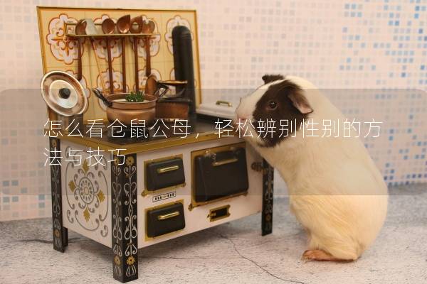 怎么看仓鼠公母，轻松辨别性别的方法与技巧
