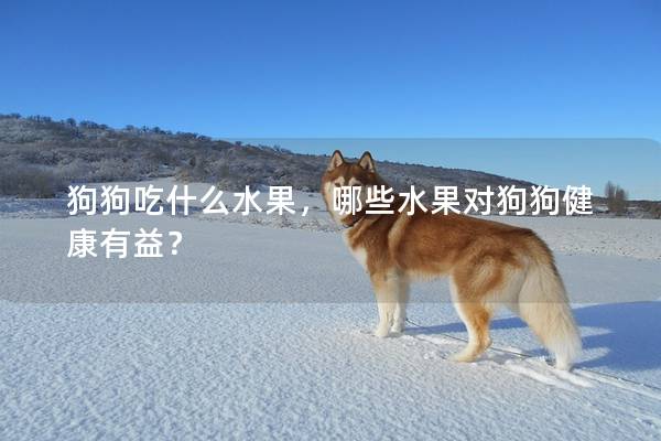 狗狗吃什么水果，哪些水果对狗狗健康有益？