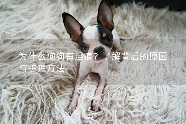 为什么狗狗有泪痕?了解背后的原因与护理方法 为什么狗狗有泪痕?了解背后的原因与护理方法