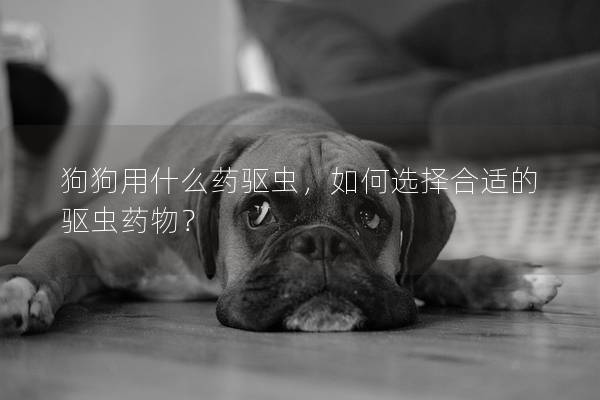 狗狗用什么药驱虫，如何选择合适的驱虫药物？