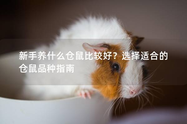 新手养什么仓鼠比较好?选择适合的仓鼠品种指南 新手养什么仓鼠比较好?选择适合的仓鼠品种指南