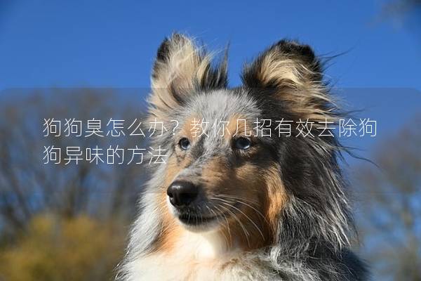 狗狗臭怎么办？教你几招有效去除狗狗异味的方法