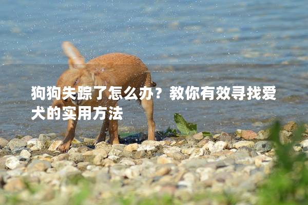 狗狗失踪了怎么办？教你有效寻找爱犬的实用方法