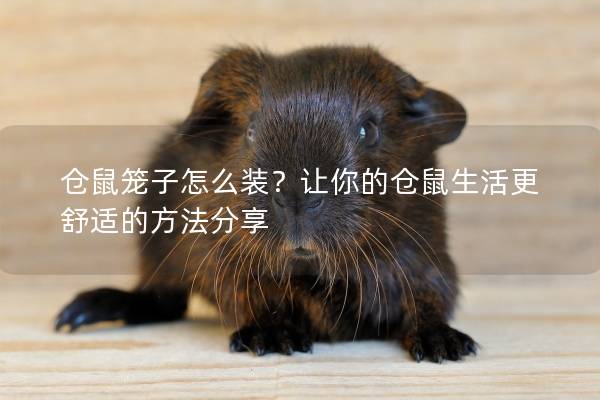 仓鼠笼子怎么装？让你的仓鼠生活更舒适的方法分享