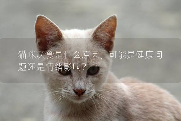 猫咪厌食是什么原因，可能是健康问题还是情绪影响？