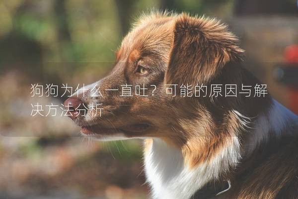 狗狗为什么一直吐？可能的原因与解决方法分析