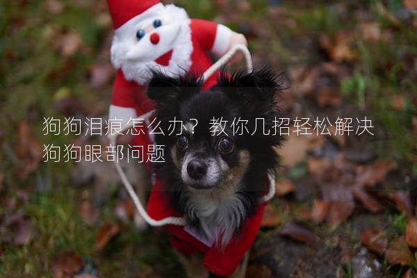 狗狗泪痕怎么办?教你几招轻松解决狗狗眼部问题 狗狗泪痕怎么办?教你几招轻松解决狗狗眼部问题