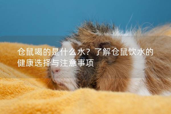 仓鼠喝的是什么水?了解仓鼠饮水的健康选择与注意事项 仓鼠喝的是什么水?了解仓鼠饮水的健康选择与注意事项