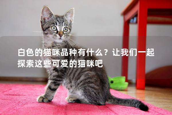 白色的猫咪品种有什么？让我们一起探索这些可爱的猫咪吧