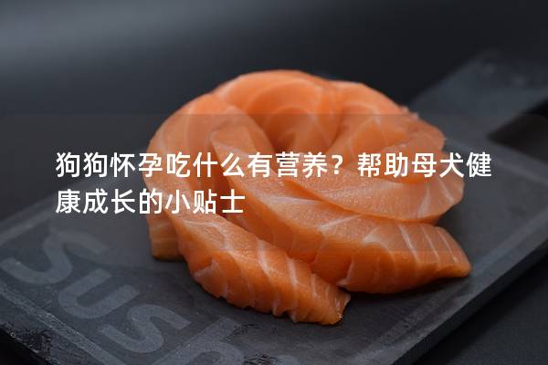 狗狗怀孕吃什么有营养？帮助母犬健康成长的小贴士