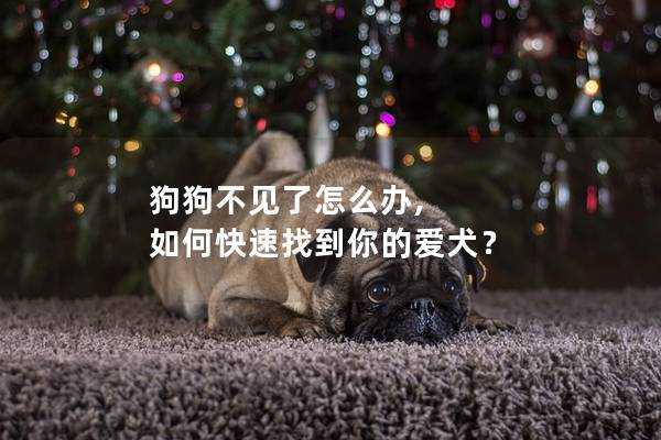 狗狗不见了怎么办, 如何快速找到你的爱犬？