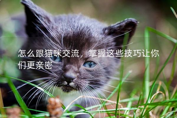 怎么跟猫咪交流，掌握这些技巧让你们更亲密