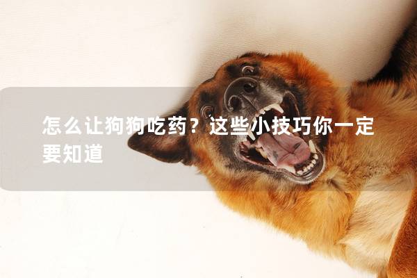 怎么让狗狗吃药？这些小技巧你一定要知道