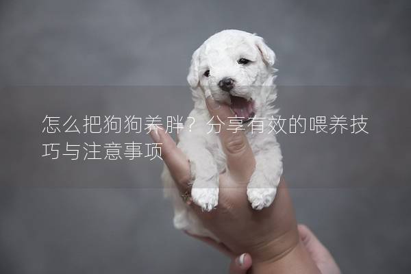 怎么把狗狗养胖？分享有效的喂养技巧与注意事项