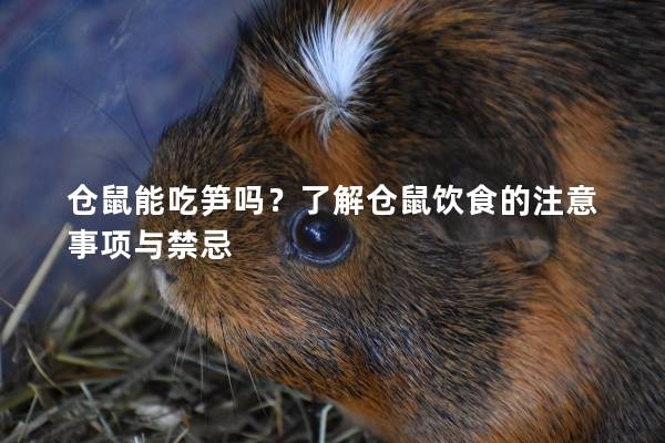 仓鼠能吃笋吗？了解仓鼠饮食的注意事项与禁忌