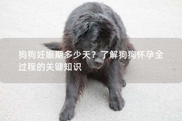 狗狗妊娠期多少天？了解狗狗怀孕全过程的关键知识