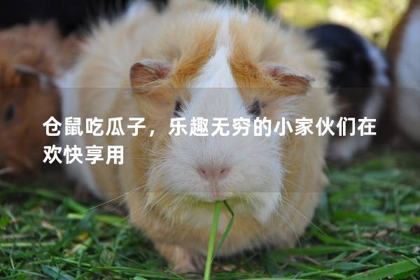 仓鼠吃瓜子，乐趣无穷的小家伙们在欢快享用