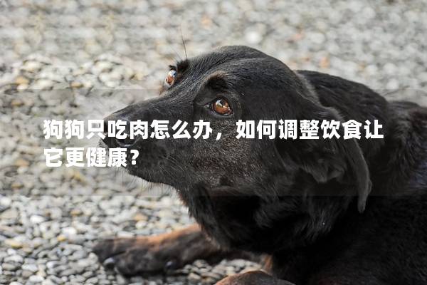 狗狗只吃肉怎么办，如何调整饮食让它更健康？