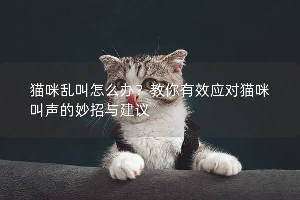 猫咪乱叫怎么办？教你有效应对猫咪叫声的妙招与建议