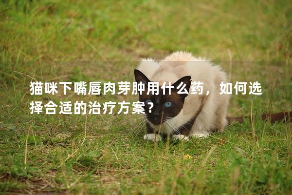 猫咪下嘴唇肉芽肿用什么药，如何选择合适的治疗方案？
