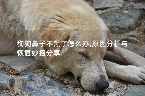 狗狗鼻子不黑了怎么办,原因分析与恢复妙招分享 狗狗鼻子不黑了怎么办,原因分析与恢复妙招分享