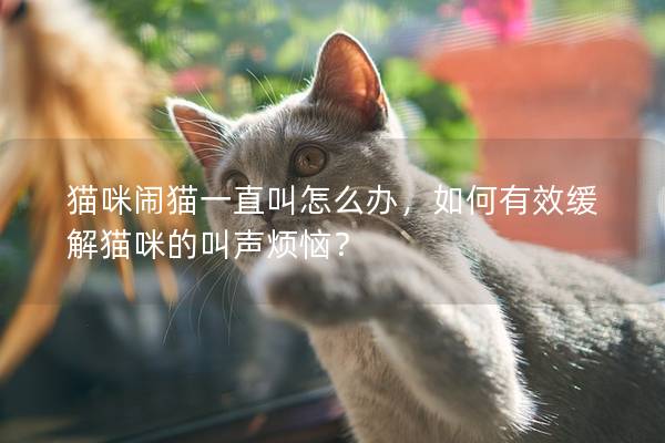 猫咪闹猫一直叫怎么办,如何有效缓解猫咪的叫声烦恼? 猫咪闹猫一直叫怎么办,如何有效缓解猫咪的叫声烦恼?
