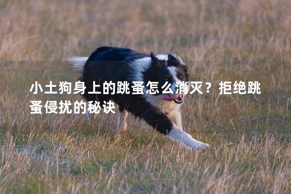 小土狗身上的跳蚤怎么消灭？拒绝跳蚤侵扰的秘诀