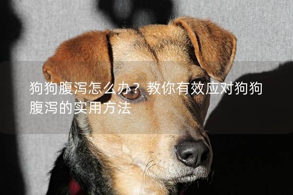 狗狗腹泻怎么办？教你有效应对狗狗腹泻的实用方法
