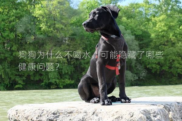 狗狗为什么不喝水，可能隐藏了哪些健康问题？
