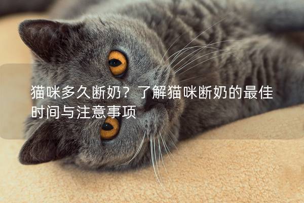猫咪多久断奶？了解猫咪断奶的最佳时间与注意事项