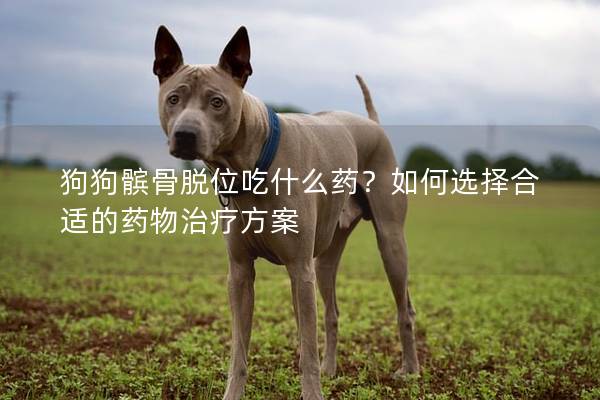 狗狗髌骨脱位吃什么药？如何选择合适的药物治疗方案