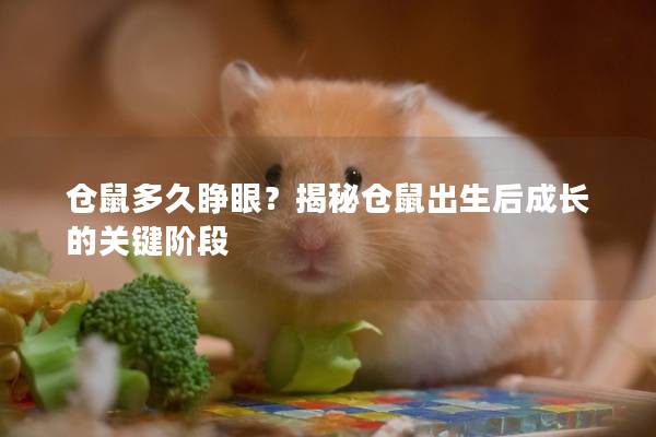 仓鼠多久睁眼？揭秘仓鼠出生后成长的关键阶段