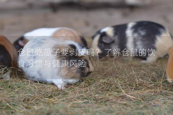 仓鼠吃瓜子要剥皮吗?了解仓鼠的饮食习惯与健康风险 仓鼠吃瓜子要剥皮吗?了解仓鼠的饮食习惯与健康风险