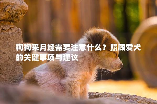 狗狗来月经需要注意什么？照顾爱犬的关键事项与建议