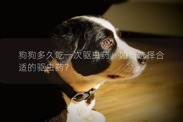 狗狗多久吃一次驱虫药，如何选择合适的驱虫药？