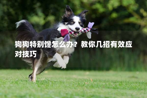 狗狗特别馋怎么办？教你几招有效应对技巧