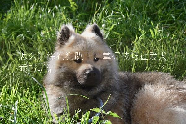 怎么训练狗狗趴下，掌握技巧让爱犬乖巧听话
