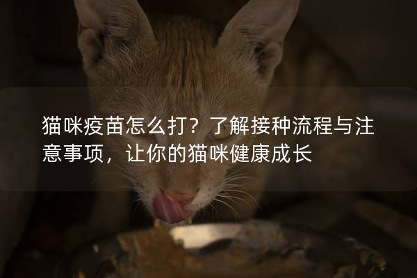 猫咪疫苗怎么打？了解接种流程与注意事项，让你的猫咪健康成长