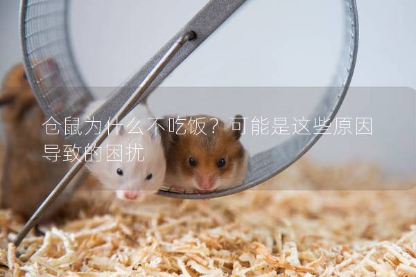仓鼠为什么不吃饭？可能是这些原因导致的困扰
