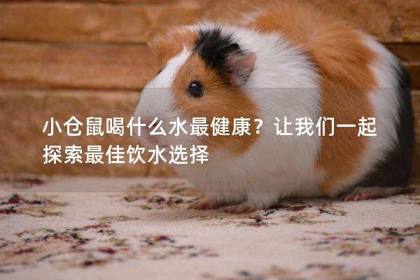 小仓鼠喝什么水最健康？让我们一起探索最佳饮水选择