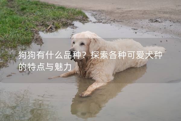 狗狗有什么品种？探索各种可爱犬种的特点与魅力