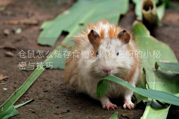 仓鼠怎么储存食物？揭秘它们的小秘密与技巧