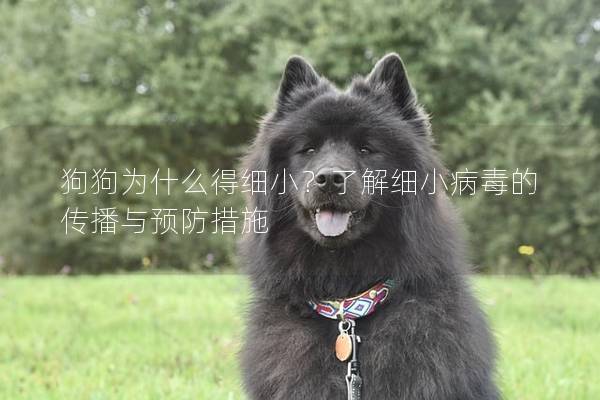 狗狗为什么得细小？了解细小病毒的传播与预防措施