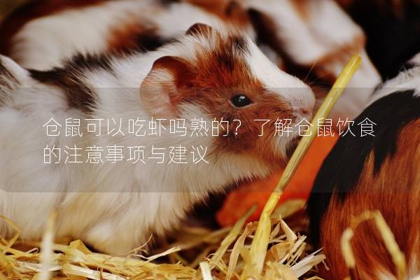 仓鼠可以吃虾吗熟的？了解仓鼠饮食的注意事项与建议
