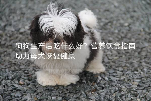 狗狗生产后吃什么好？营养饮食指南助力母犬恢复健康