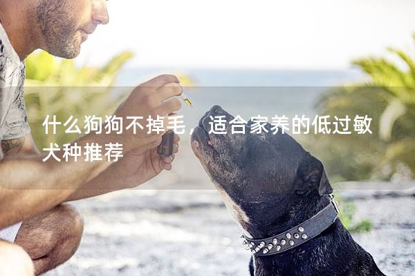 什么狗狗不掉毛,适合家养的低过敏犬种推荐 什么狗狗不掉毛,适合家养的低过敏犬种推荐