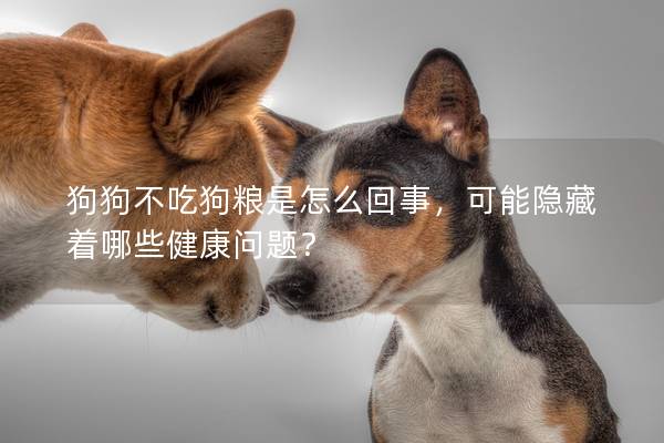 狗狗不吃狗粮是怎么回事，可能隐藏着哪些健康问题？