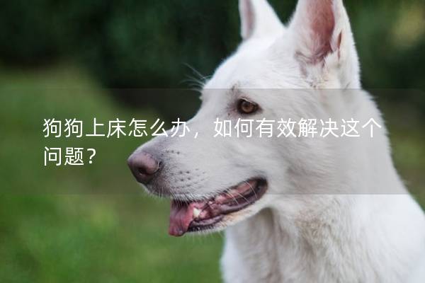 狗狗上床怎么办,如何有效解决这个问题? 狗狗上床怎么办,如何有效解决这个问题?