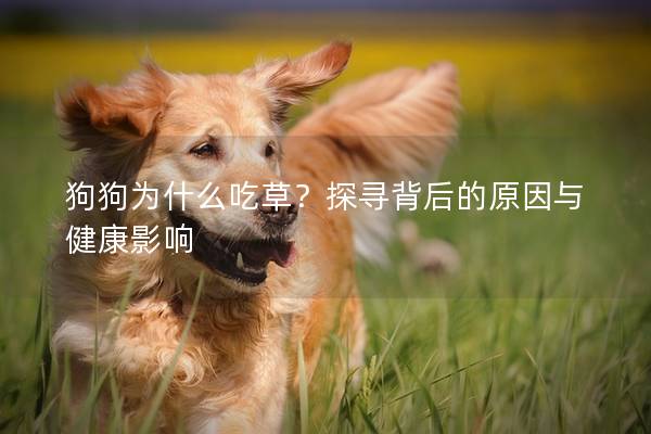 狗狗为什么吃草?探寻背后的原因与健康影响 狗狗为什么吃草?探寻背后的原因与健康影响